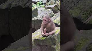 Download lagu #Shorts #YouTubeShorts #ViralShorts #TrendingShorts #CuteAnimals #AnimalShorts #FunnyAnimals mp3