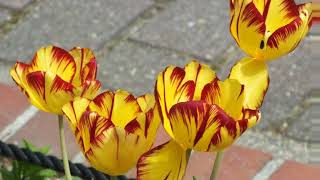 花､EKH花のスライドショー(チューリップ③ユリ科20180419 )