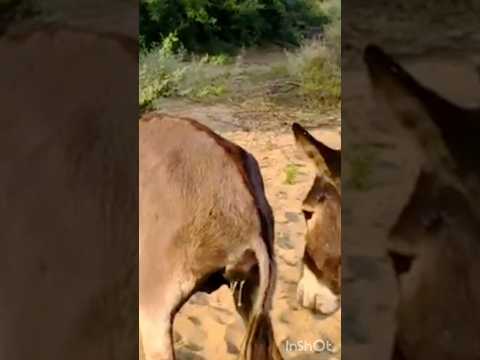 Donkey videos viral 🤣🤣#animals 😍#baffalo #horse #donkey #funnydonkey #cow #cowgoat