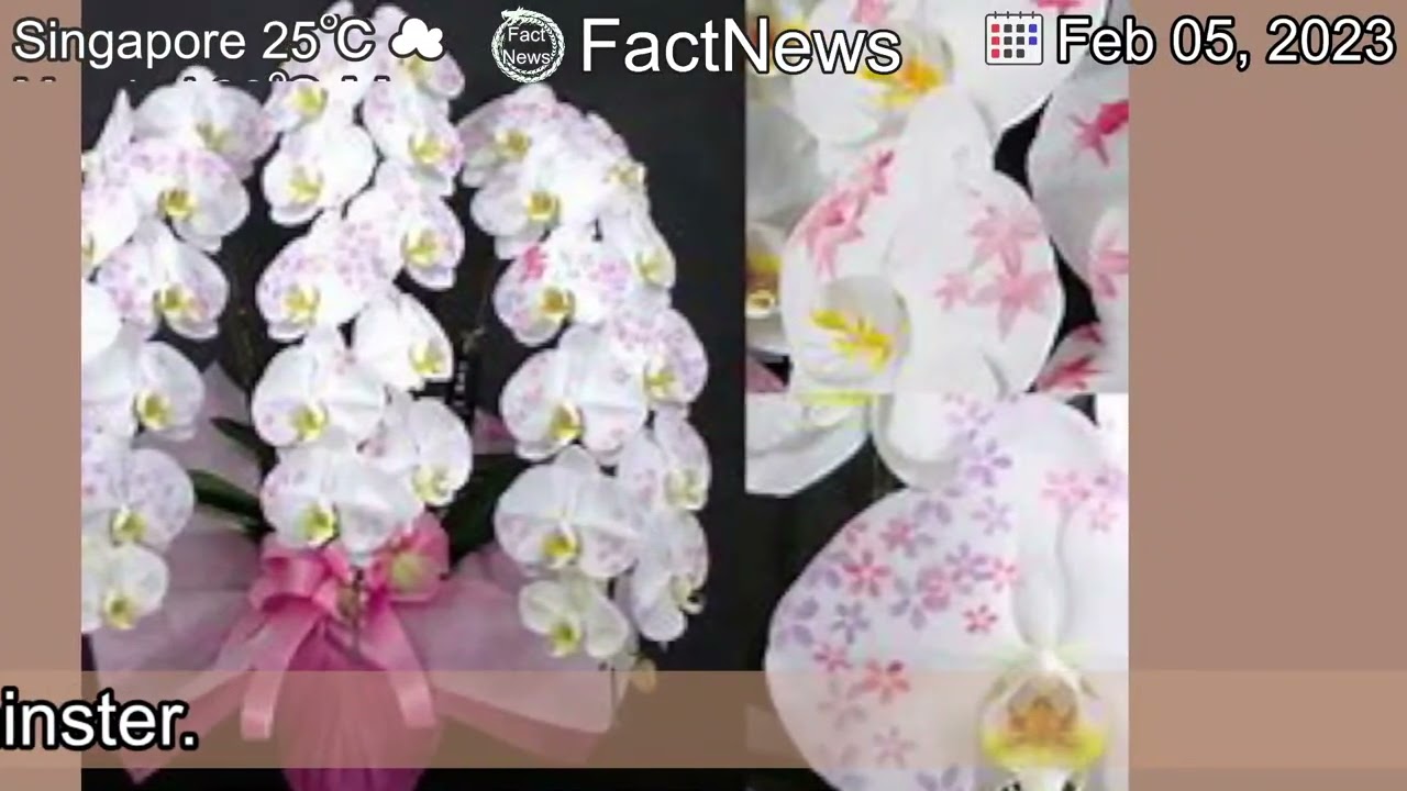 [Latest]Green expectations: Is the party finally breaking through in England and Wales?