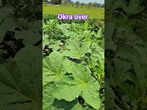 , title : 'rutin konsumsi buah okra buat kesehatan badan #short'