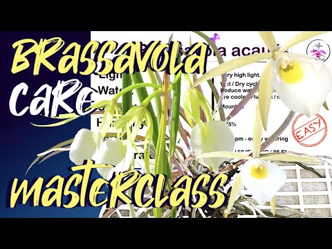 Brassavola Orchid Genus Care | 26 Care Cards Characteristic Cards Brassavola Care #ninjaorchids 📲👀