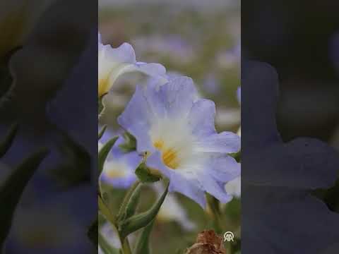Dünyanın en kurak çölü Atacama'da çiçekler açtı