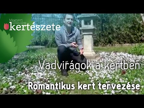 Vadvirágok a kertben - Romantikus kert tervezése
