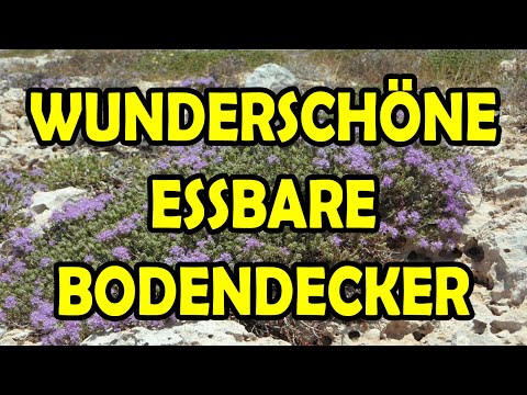 9 Bodendecker, welche auch Nutzpflanzen sind Gemüse anbauen für Anfänger