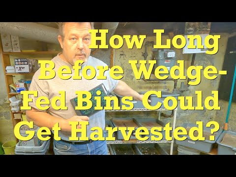 Harvest-readiness analysis of "wedge"-fed worm bins - vermicompost
