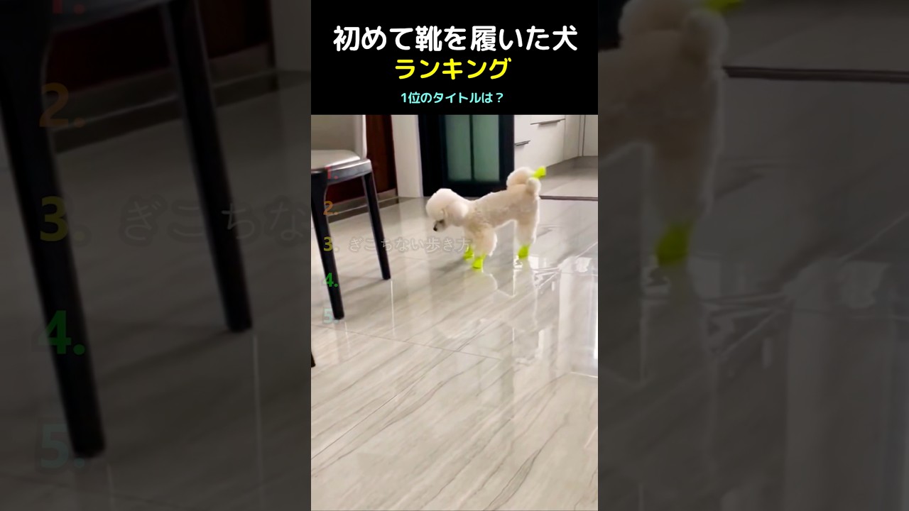 靴を初めて履いた犬ランキング