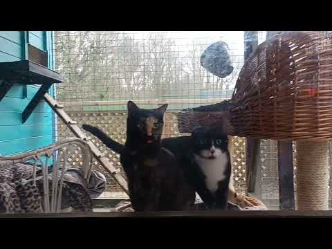 Rescue cats Janet and Latoya out to play ❤️😻