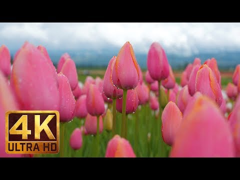 4K Flowers Video for Relaxation + Piano Music - 3 HRS | Wooden Shoe Tulip Festival. Episode 2