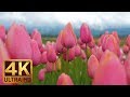 4K Flowers Video For Relaxation Piano Music 3 HRS Wooden Shoe Tulip Festival Episode 2