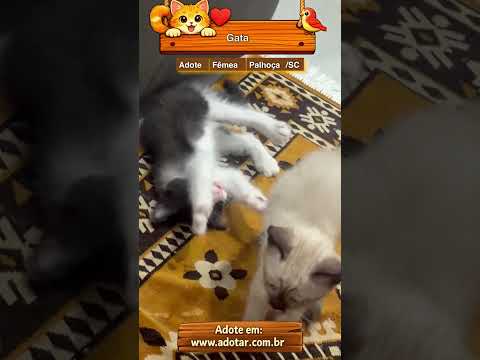 Vídeo de Gata