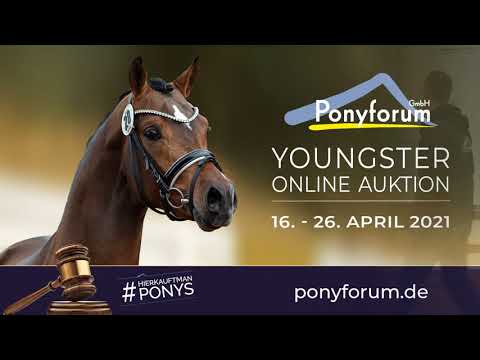 HJK CELESTINO Hengst * 2018 v. Coke Saint of the life - Vivaldi