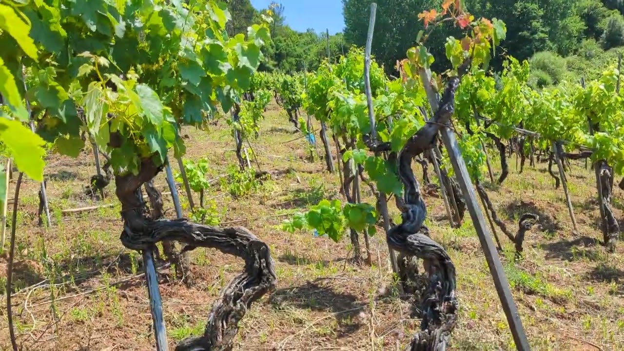Adega Malápio (Vinhos de Talha Bairrada)