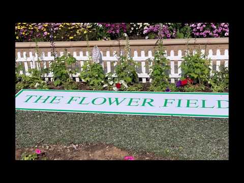 Carlsbad Flowers Field 2019 4