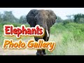 Elephants Photo Gallery Free HD Photos Collection Yash Arts