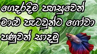 How to made fish live food using the cabbage in si