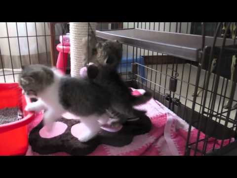 Intro: Cotton & Tiara - Scottish Fold Kittens