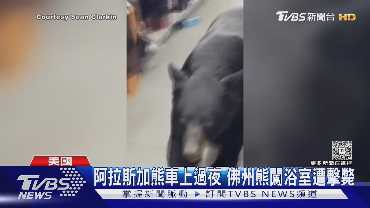 美國社區趴趴走！紐澤西　阿拉斯加熊出沒　佛州熊闖浴室遭擊斃