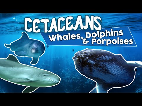 All Cetaceans (whales dolphins and porpoises) !Amazing cetacean facts!