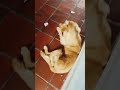 MEGAN VS ZOE Dog