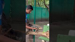 Download lagu #animallover are you know this animal? mp3 Download lagu #animallover are you know this animal? mp3