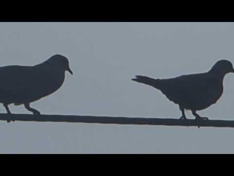 nature in my backyard episode 236 (HD)