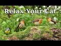Calming Videos For Cats TV To Relax Your Cat And My Cat At Home The Bird Garden