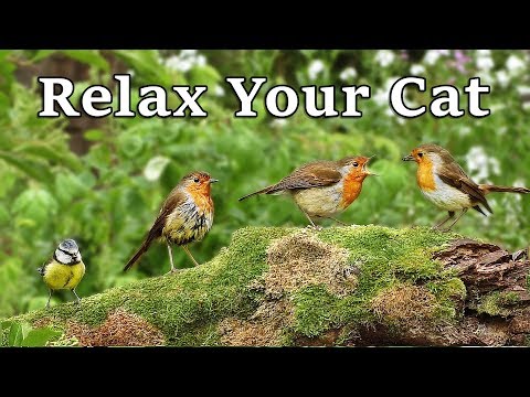 Calming Videos for Cats - TV to Relax Your Cat and My Cat at Home : The Bird Garden