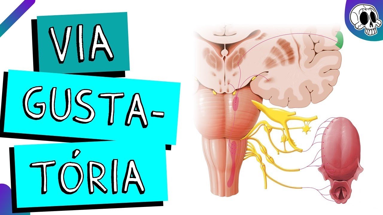 Via Gustatória | Gustativa