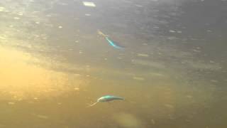 Rapala deep tail dancer tdd09