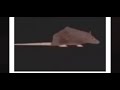 Spinning Rat To Low Quality Hotline Bling