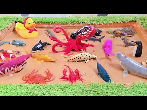 An Epic Adventure with Biggest Octopus and Sea Animals Ocean Animals for Kids
