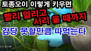 토종오이 이렇게 키우면 남들보다 더 빨리 열리고 서리 올 때까지 감당 못할만큼 따먹는다.(토종오이 재배, 토…