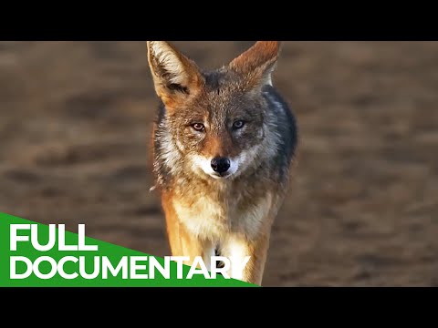 Beach Jackals How Humans Forced Wild Canines to Change Their Lifes