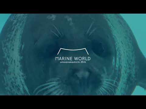 ヌンヌンアザラシ【マリンワールド海の中道】