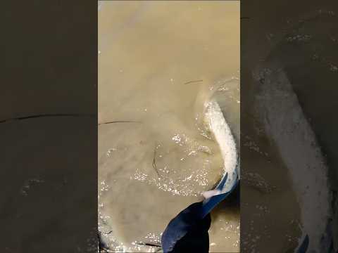Prehistoric fish #fishing #shorts #riverfishing
