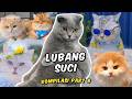 KOMPILASI KUCING LUCU ARIAPAWS PART 8 OREO MOYEN DKK