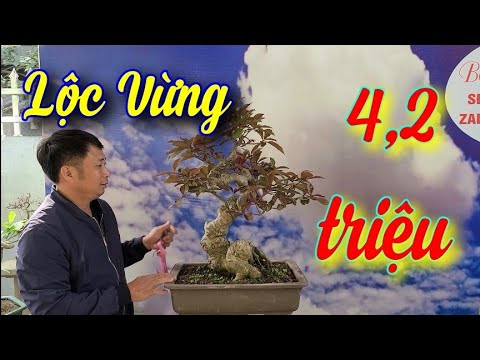SH.5734. Nhiều người thích chơi cây Lộc Vừng quá đẹp giá 4,2 triệu. Đth liên hệ 0969.114.131.