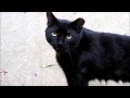 Meow Hiss