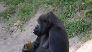 preview picture of video 'Gorillas im Nürnberger Tiergarten'