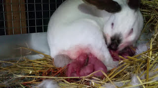Wow!  Rabbit gives birth to 18 baby bunnies/conejitos bebé/宝贝兔子