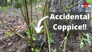 Coppicing Trees by Accident while Creating Silvopasture! (Feeding St Croix sheep Tree Fodder)