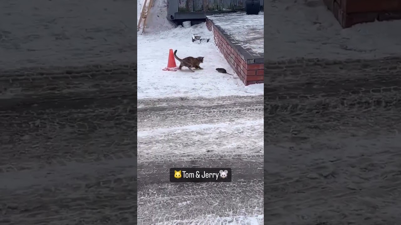 リアルトムとジェリー