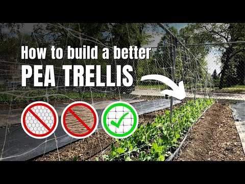 How to Build a Functional Pea Trellis
