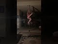 Pole dancing to the ventures- up up and away