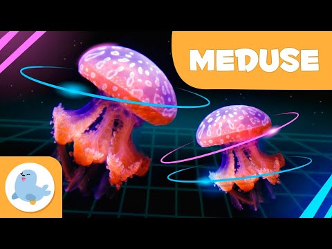 La medusa 👾 Animali per bambini 🌊 Episodio 9