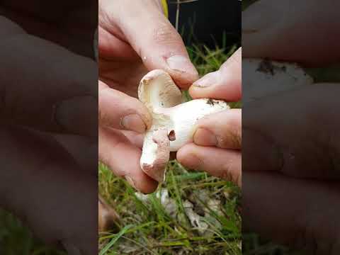 Svamp för alla - Kremlor, Russulaceae