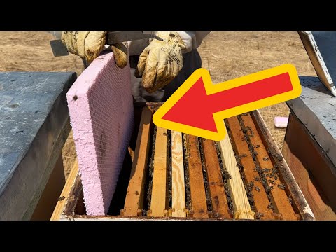 Ja si mund ti ngushtoni Bletët për dimërim më të mirë