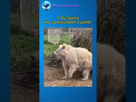 7 Ay Sonra Uyanan Ayı! 🤣