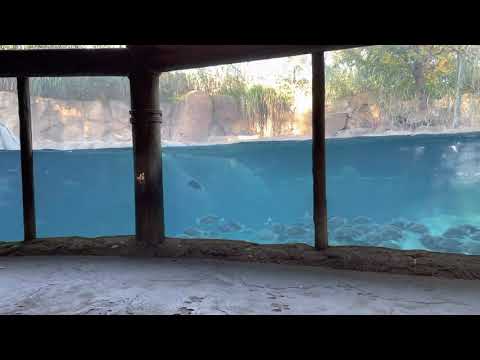 Hippo Fiona trotting along with her mom Cincinnati zoo
